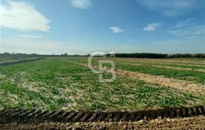 Menemen de Satılık Tarlalar