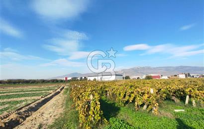 Menemen de Satılık Tarlalar