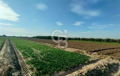Menemen de Satılık Tarlalar