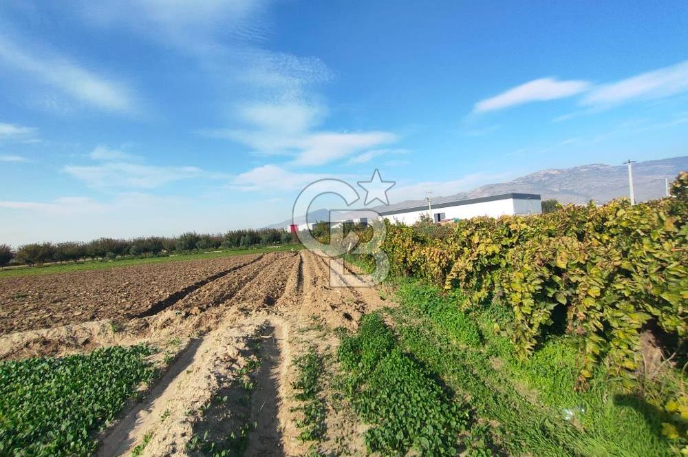 Menemen de Satılık Tarlalar