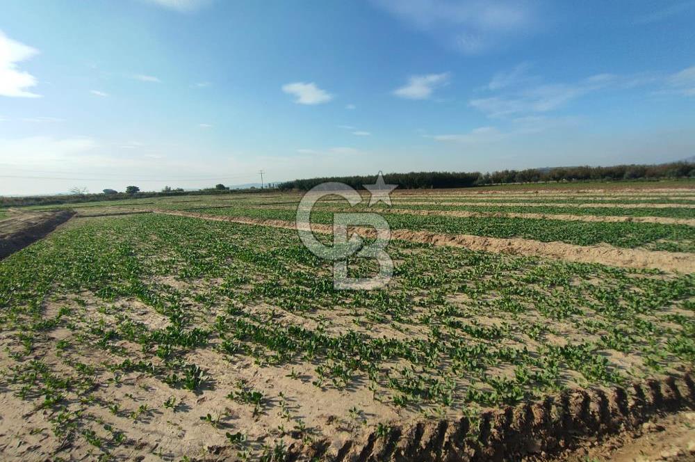 Menemen de Satılık Tarlalar