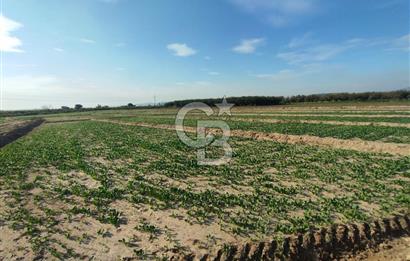 Menemen de Satılık Tarlalar