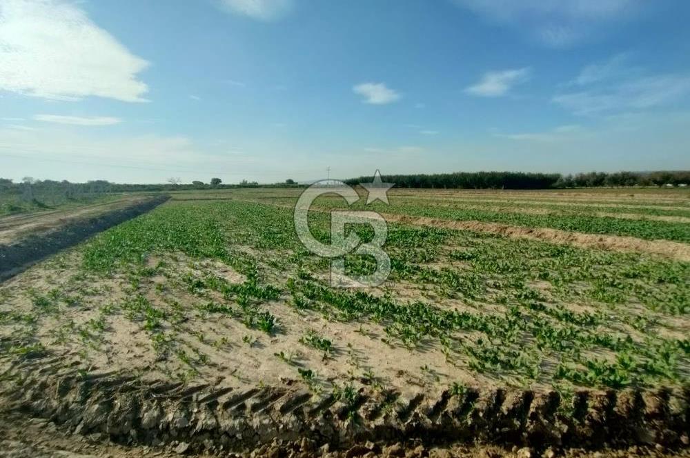 Menemen de Satılık Tarlalar