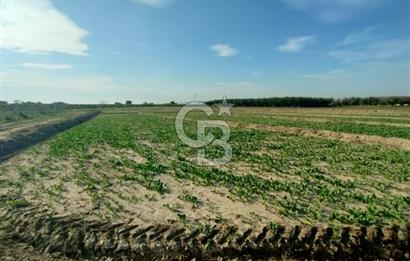 Menemen de Satılık Tarlalar