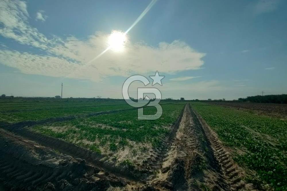 Menemen de Satılık Tarlalar