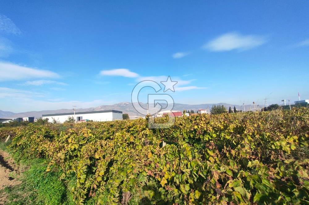 Menemen de Satılık Tarlalar