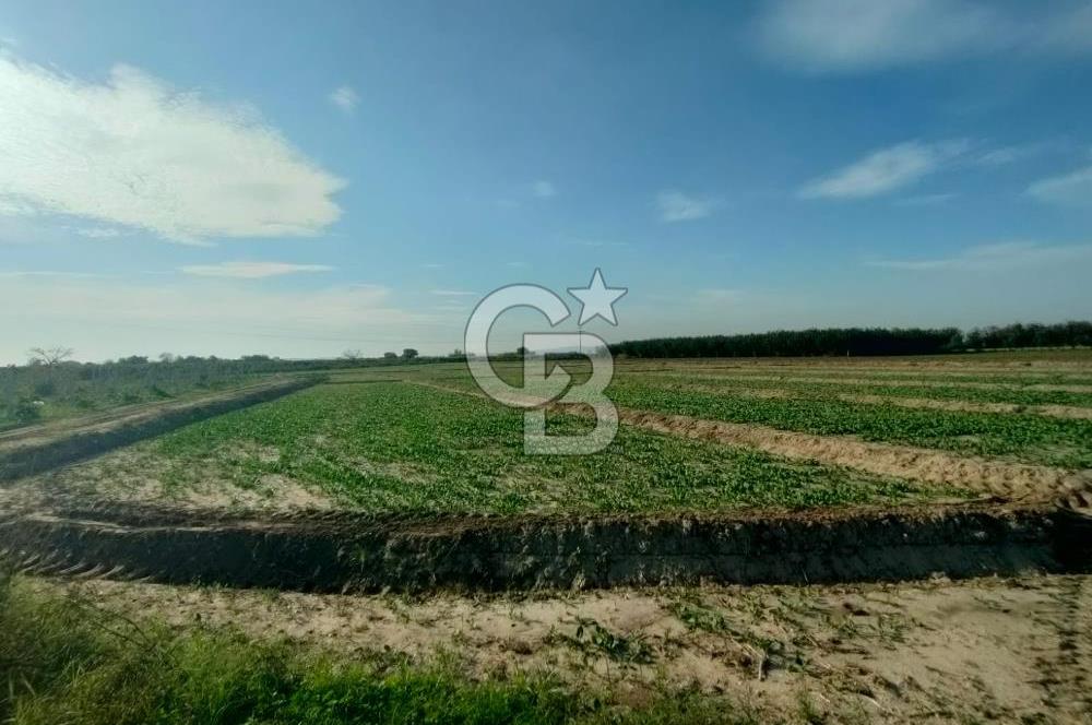 Menemen de Satılık Tarlalar