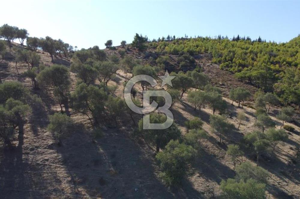 SEFERİHİSAR KAVAKDERE BARAJI YANI – ZEYTİN AĞAÇLI VERİMLİ TARLA