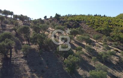 SEFERİHİSAR KAVAKDERE BARAJI YANI – ZEYTİN AĞAÇLI VERİMLİ TARLA