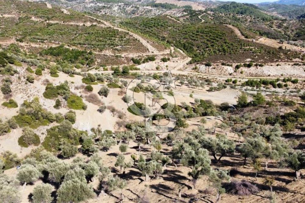 SEFERİHİSAR KAVAKDERE BARAJI YANI – ZEYTİN AĞAÇLI VERİMLİ TARLA