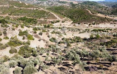 SEFERİHİSAR KAVAKDERE BARAJI YANI – ZEYTİN AĞAÇLI VERİMLİ TARLA