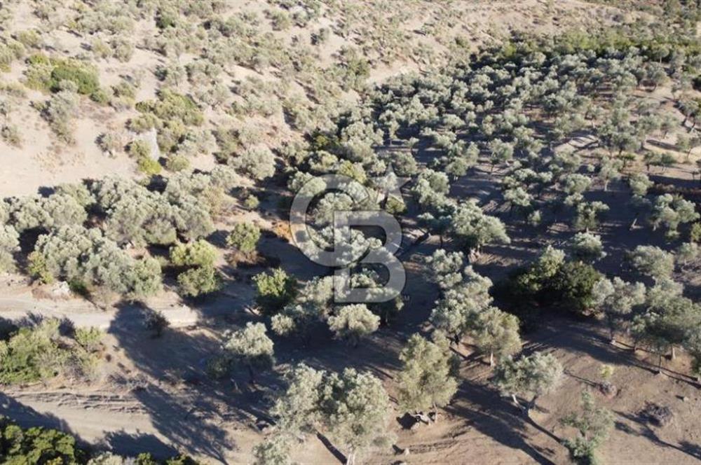 SEFERİHİSAR KAVAKDERE BARAJI YANI – ZEYTİN AĞAÇLI VERİMLİ TARLA