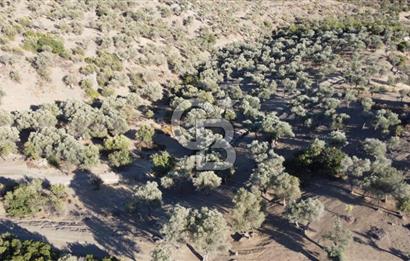 SEFERİHİSAR KAVAKDERE BARAJI YANI – ZEYTİN AĞAÇLI VERİMLİ TARLA