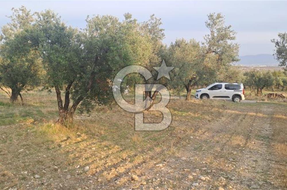 Foça Gerenköy Satılık Zeytinli Tarla