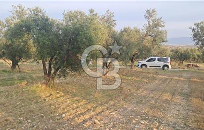 Foça Gerenköy Satılık Zeytinli Tarla