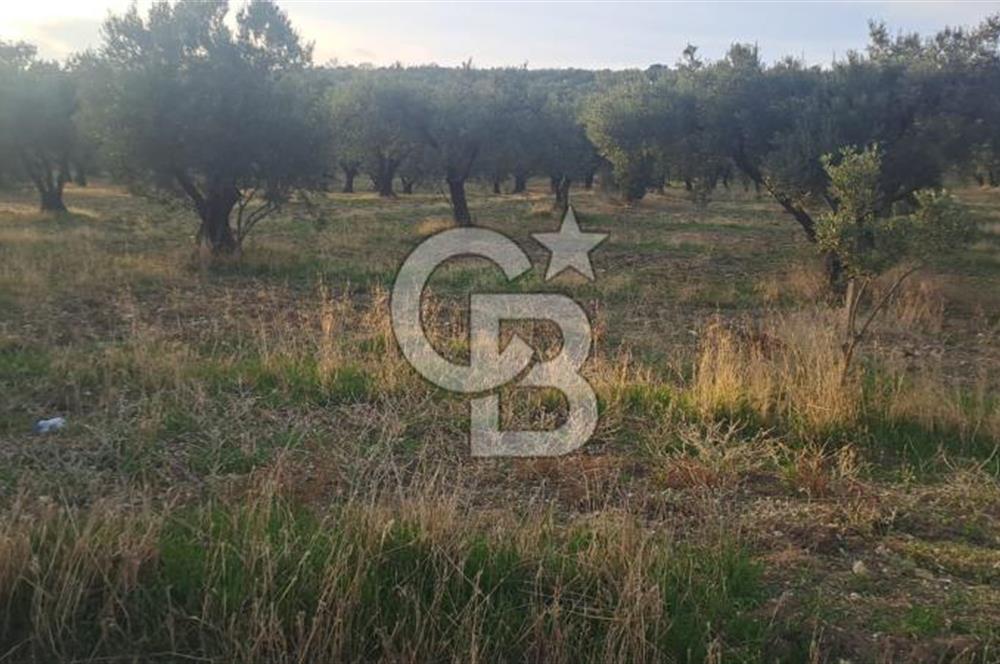 Foça Gerenköy Satılık Zeytinli Tarla