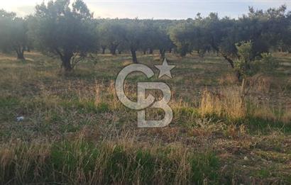 Foça Gerenköy Satılık Zeytinli Tarla