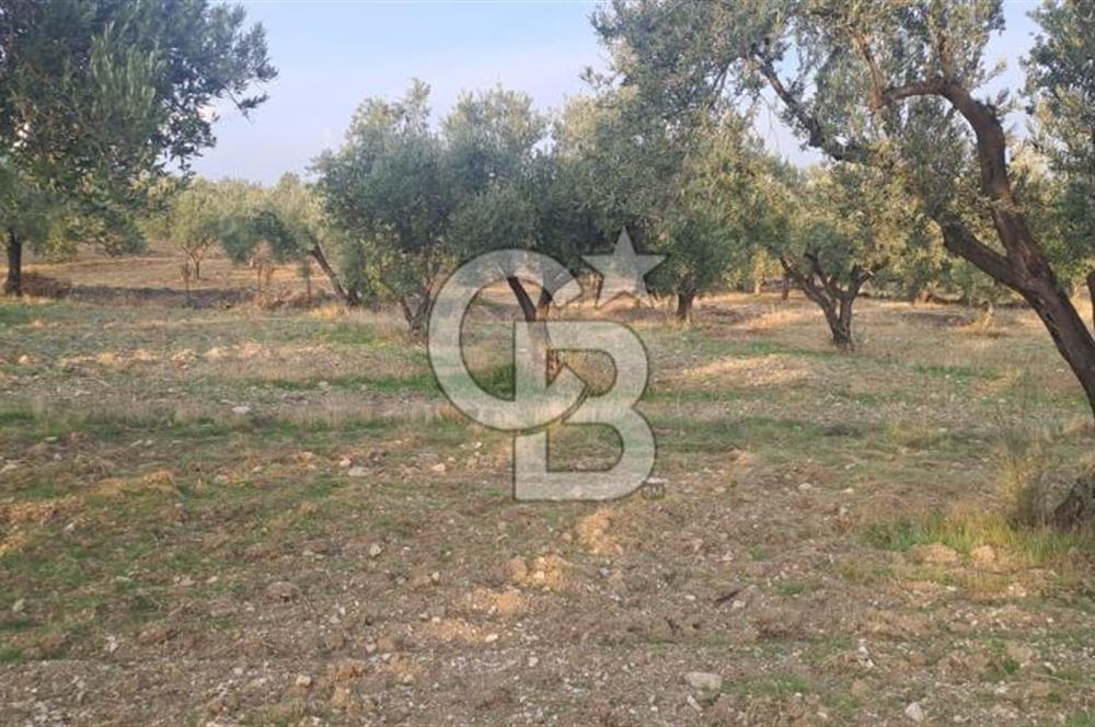 Foça Gerenköy Satılık Zeytinli Tarla