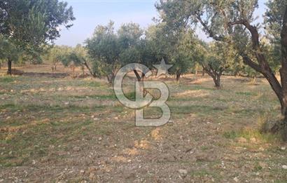 Foça Gerenköy Satılık Zeytinli Tarla