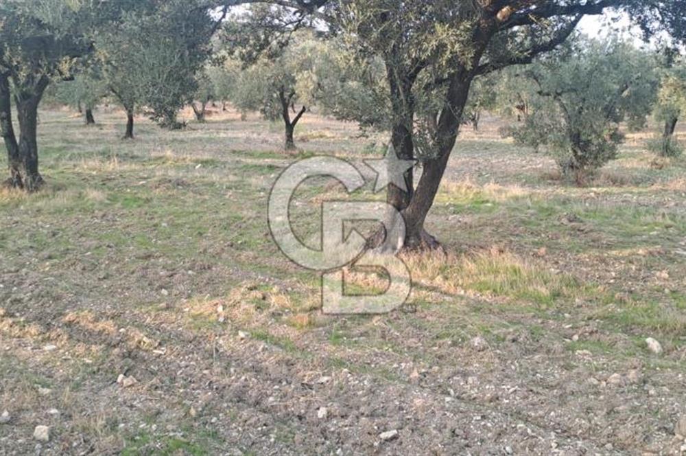 Foça Gerenköy Satılık Zeytinli Tarla