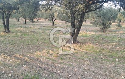 Foça Gerenköy Satılık Zeytinli Tarla