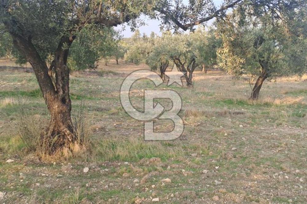 Foça Gerenköy Satılık Zeytinli Tarla