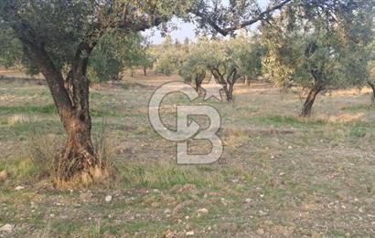 Foça Gerenköy Satılık Zeytinli Tarla