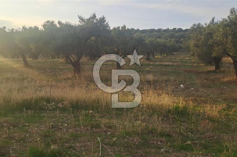 Foça Gerenköy Satılık Zeytinli Tarla