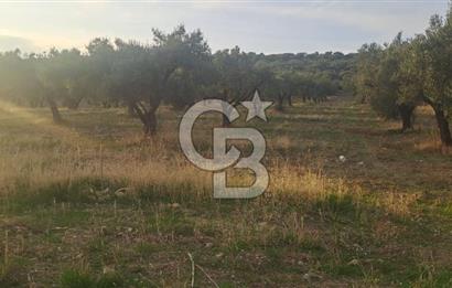 Foça Gerenköy Satılık Zeytinli Tarla