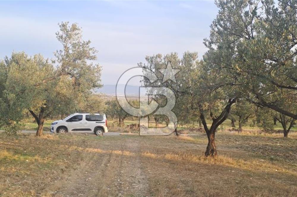 Foça Gerenköy Satılık Zeytinli Tarla