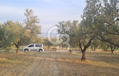 Foça Gerenköy Satılık Zeytinli Tarla