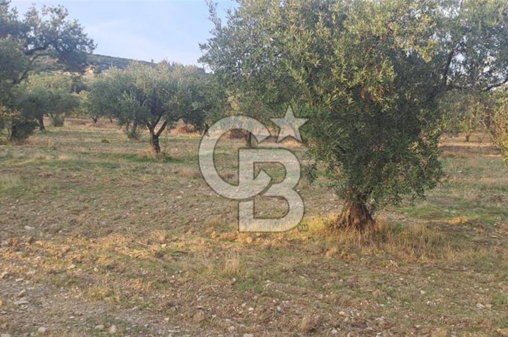 Foça Gerenköy Satılık Zeytinli Tarla