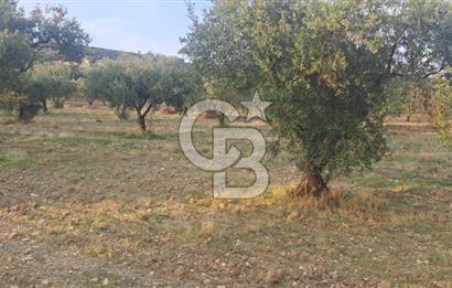 Foça Gerenköy Satılık Zeytinli Tarla
