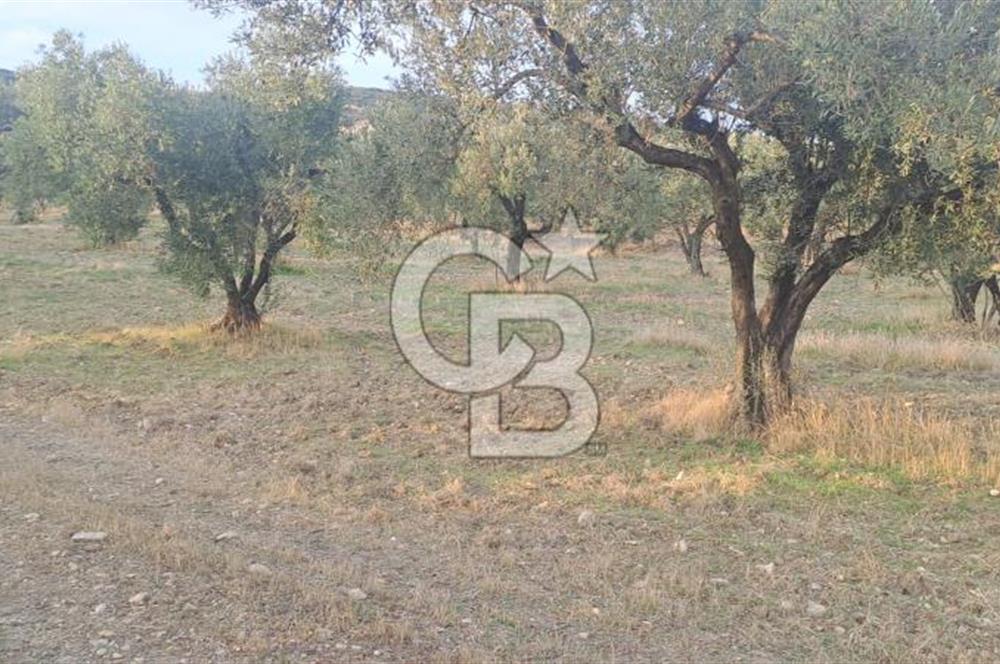 Foça Gerenköy Satılık Zeytinli Tarla
