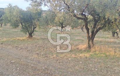 Foça Gerenköy Satılık Zeytinli Tarla