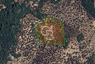 Seferihisar beyler köyünde satılık 14,973 m2 tek tapu zeytinlik - 6 - 312211