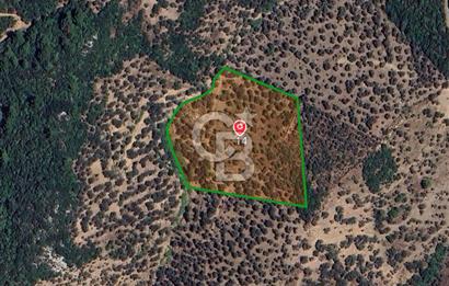 Seferihisar beyler köyünde satılık 14,973 m2 tek tapu zeytinlik