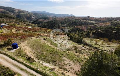 İzmir Kavacıkta Satılık Bağ