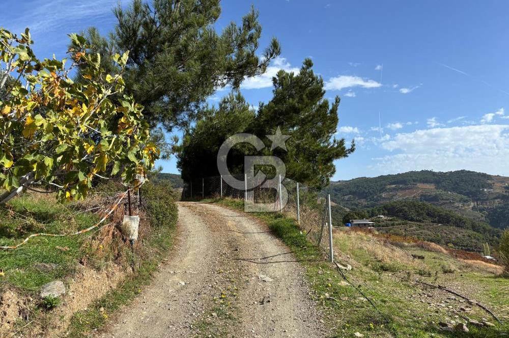 İzmir Kavacıkta Satılık Bağ