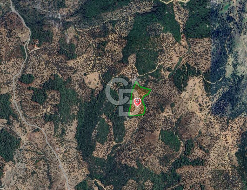 seferihisar beyler köyünde satılık 20,726 m2 tek tapu zeytinlik