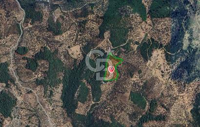 seferihisar beyler köyünde satılık 20,726 m2 tek tapu zeytinlik