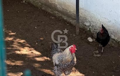 ÇATALCA ÇAKIL'DA YAPI KAYITLI HAVUZLU 3+1 MÜSTAKİL EV