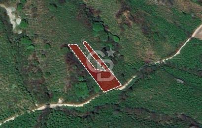 TRABZON ARSİN YENİMAHALLE SATILIK ARSA 