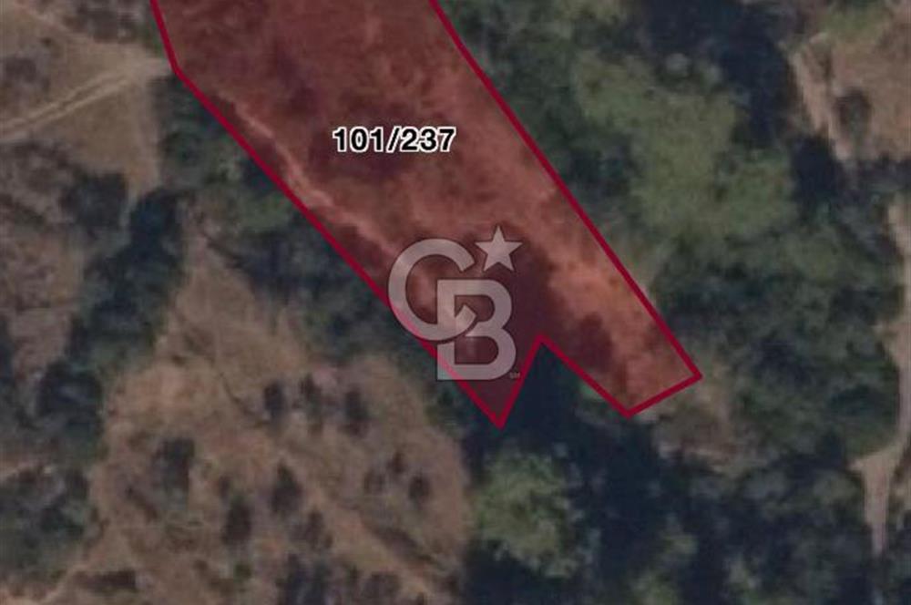 MUĞLA MİLAS DEMİRCİLER MAHALLESİNDE SATILIK ZEYTİNLİ TARLA