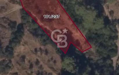 MUĞLA MİLAS DEMİRCİLER MAHALLESİNDE SATILIK ZEYTİNLİ TARLA