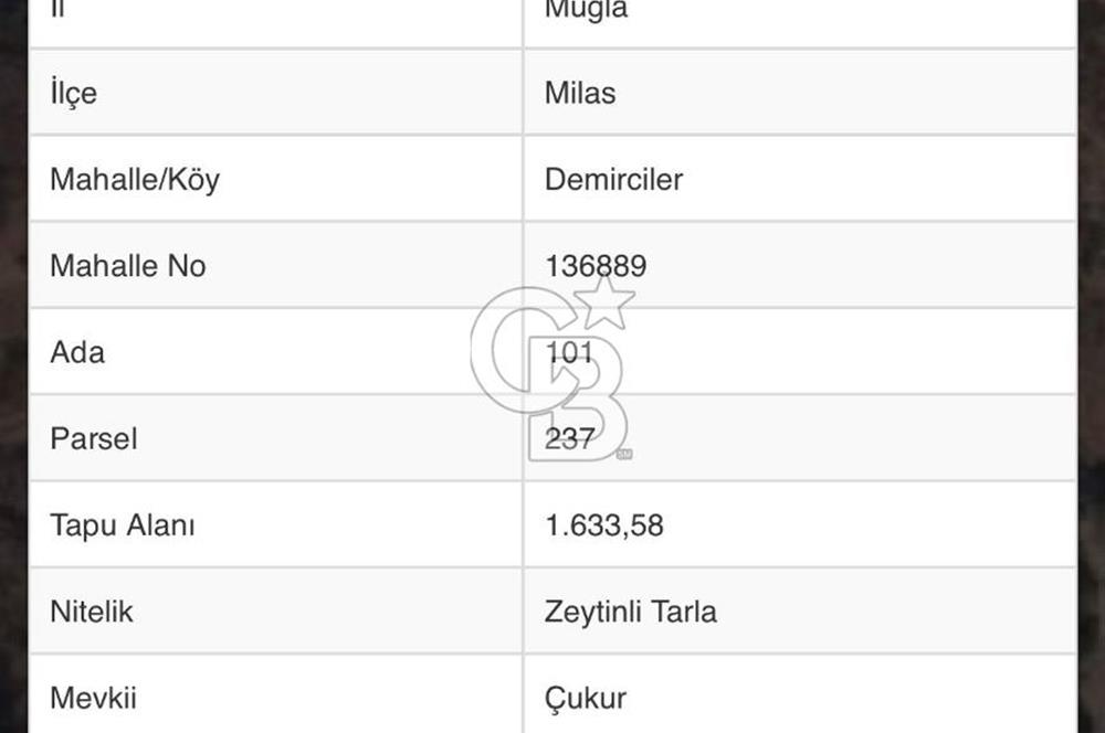 MUĞLA MİLAS DEMİRCİLER MAHALLESİNDE SATILIK ZEYTİNLİ TARLA