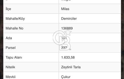 MUĞLA MİLAS DEMİRCİLER MAHALLESİNDE SATILIK ZEYTİNLİ TARLA