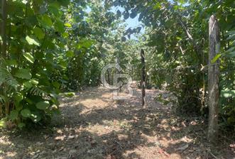 Altınordu Delikkaya Köyü’nde 2577 m² Yol Cepheli Fındık Bahçesi – Şehre 15 Dakika - 10 - 312325