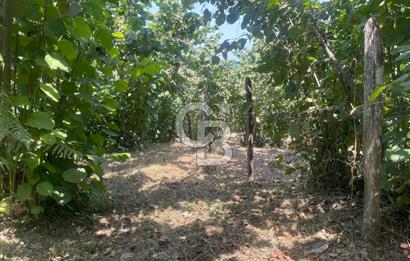 Altınordu Delikkaya Köyü’nde 2577 m² Yol Cepheli Fındık Bahçesi – Şehre 15 Dakika