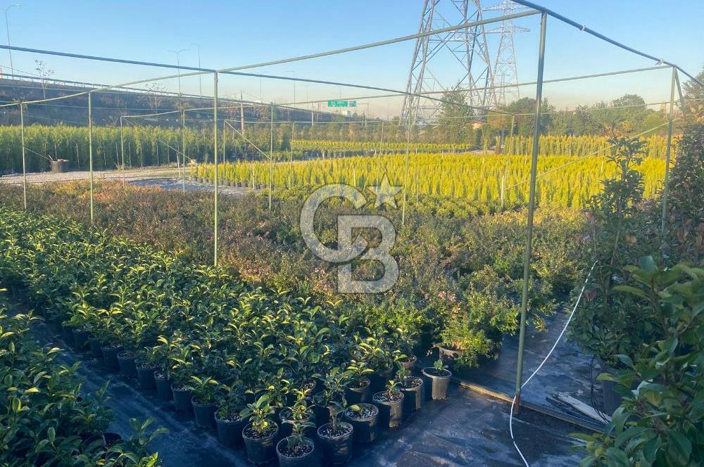 YALOVA ALTINOVA ANAYOLA CEPHE 8.000 M2 DEVREN KİRALK FİDANLIK!.